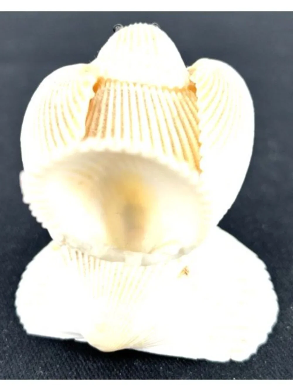 Seashell Bird Figurine Shelf Sitter Vtg 2.5